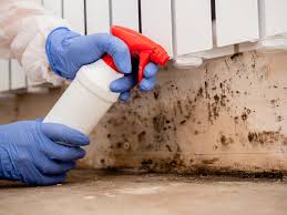 Why You Should Choose Our Mold Remediation Services in Belton, TX